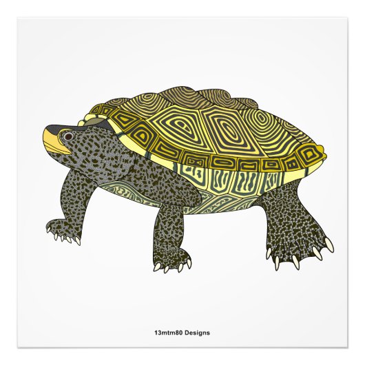 Terrapin (wit) - Foto afdruk (Voorkant)