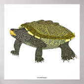 Terrapin (wit) - Poster Print (Voorkant)