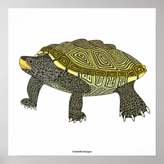 Terrapin (wit) - Posterprint Poster (Voorkant)