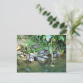 Terrapins, Giardini, Venetië Briefkaart (Staand voorkant)