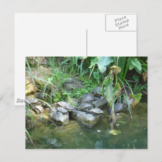 Terrapins, Giardini, Venetië Briefkaart (Voorkant / Achterkant)