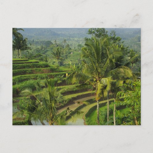 Terras Rijstveld in Bali Briefkaart (Voorkant)