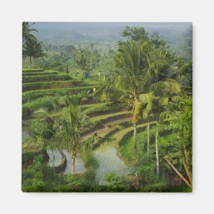 Terras Rijstveld in Bali Magneet