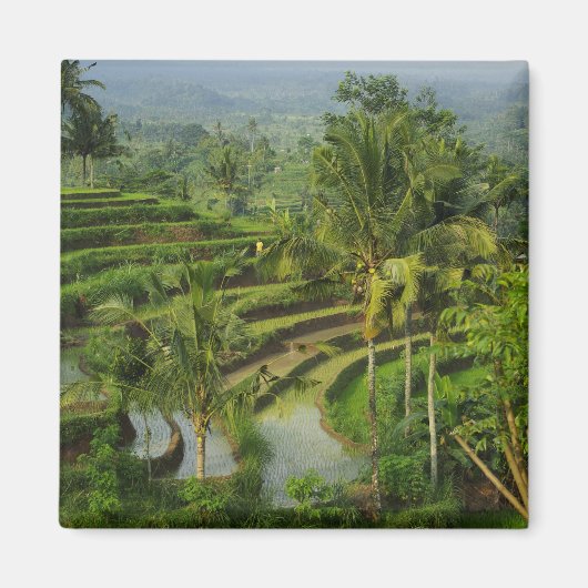 Terras Rijstveld in Bali Magneet (Voorkant)