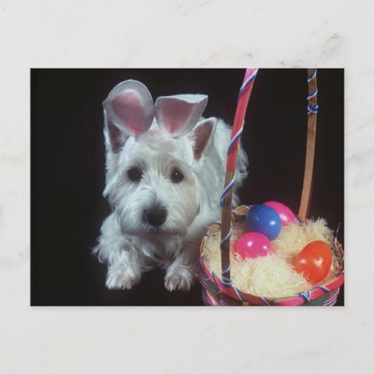 Terrier Bunny - Briefkaart (Voorkant)