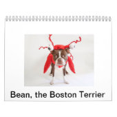 Terrier Calendar 2015 Boston Kalender (Hoes)