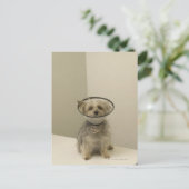 Terrier dog met beschermende kraag, close-up briefkaart (Staand voorkant)