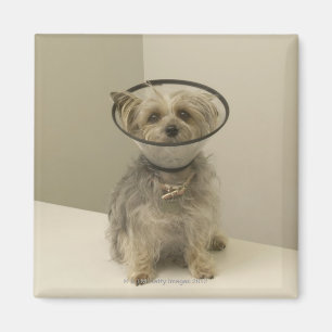 Terrier dog met beschermende kraag, close-up magneet