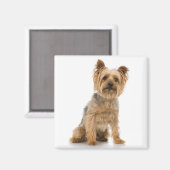 Terrier Magneet (Voorkant / Achterkant)