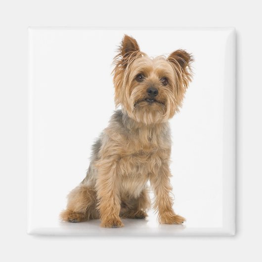 Terrier Magneet (Voorkant)