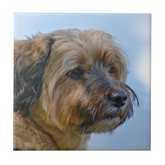 Terriër ontwerp tegeltje (Voorkant)