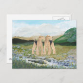 Terriers in Ierland Briefkaart (Voorkant / Achterkant)