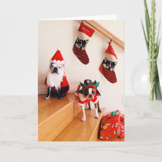 Terriers van Boston in de kostuums van Kerstmis Feestdagen Kaart (Voorkant)
