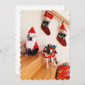 Terriers van Boston in de kostuums van Kerstmis Feestdagenkaart (Voorkant / Achterkant)