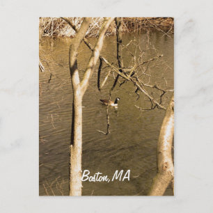 Terug Bay Fens Wildlife Briefkaart