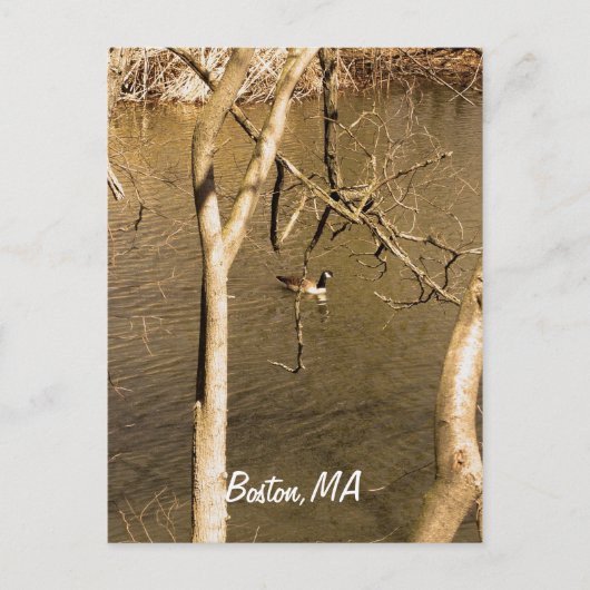 Terug Bay Fens Wildlife Briefkaart (Voorkant)