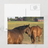 Terug naar de Barn Briefkaart (Voorkant / Achterkant)