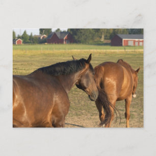 Terug naar de Barn Briefkaart