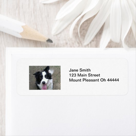 Teruggaveadreslabels voor Border Collie Etiket (Insitu)