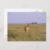 terugkijkend briefkaart (Voorkant / Achterkant)