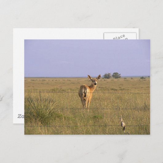 terugkijkend briefkaart (Voorkant / Achterkant)