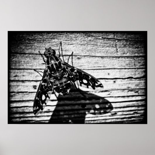 terugvliegen poster (Voorkant)