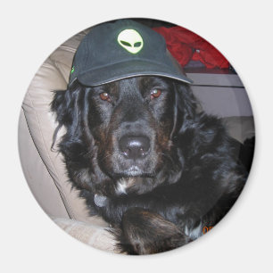 TESLA DE BUITENAARDSE HOND MAGNEET