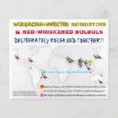 Test Culex & Birds 2-bits Flyer door RoseWrites (Achterkant)