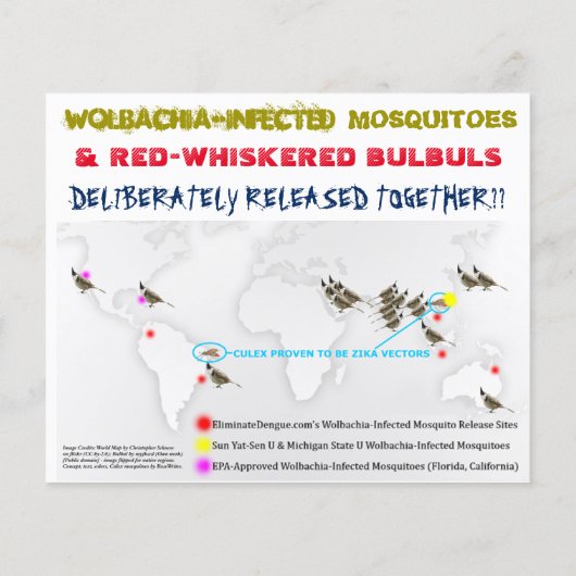 Test Culex & Birds 2-bits Flyer door RoseWrites (Achterkant)