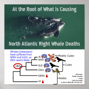 Test Noordatlantische rechtse walvissen op zika pe Poster