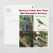 Test Red-Whiskered Bulbulls beroemd gemaakt door R Briefkaart (Voorkant / Achterkant)