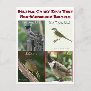 Test Red-Whiskered Bulbulls beroemd gemaakt door R Briefkaart