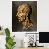  Testa Anatomica - Grote Kunstdruk Poster (Thuiskantoor)