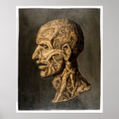  Testa Anatomica - Grote Kunstdruk Poster (Voorkant)