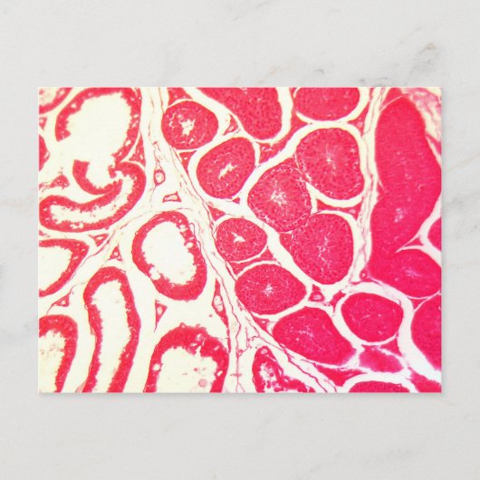 Testicelcellen onder microscoop briefkaart (Voorkant)