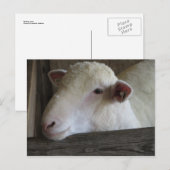 Testlamp Briefkaart (Voorkant / Achterkant)