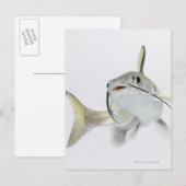 Tete zeeen (Hexanematichthys seemanni) 2 Briefkaart (Voorkant / Achterkant)