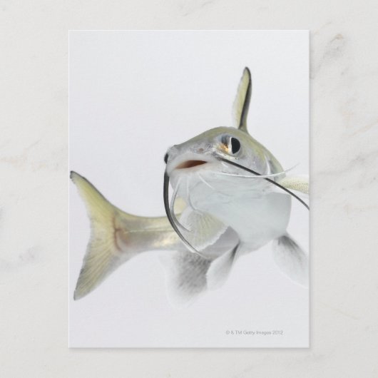Tete zeeen (Hexanematichthys seemanni) 2 Briefkaart (Voorkant)