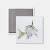 Tete zeeen (Hexanematichthys seemanni) 2 Magneet (Voorkant / Achterkant)