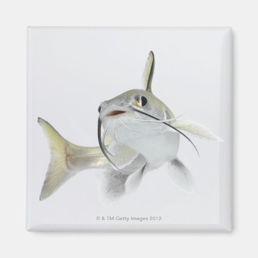 Tete zeeen (Hexanematichthys seemanni) 2 Magneet (Voorkant)