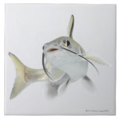 Tete zeeen (Hexanematichthys seemanni) 2 Tegeltje (Voorkant)