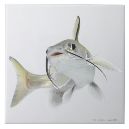 Tete zeeen (Hexanematichthys seemanni) 2 Tegeltje (Voorkant)