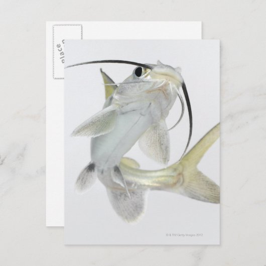 Tete zeeen (Hexanematichthys seemanni) Briefkaart (Voorkant / Achterkant)