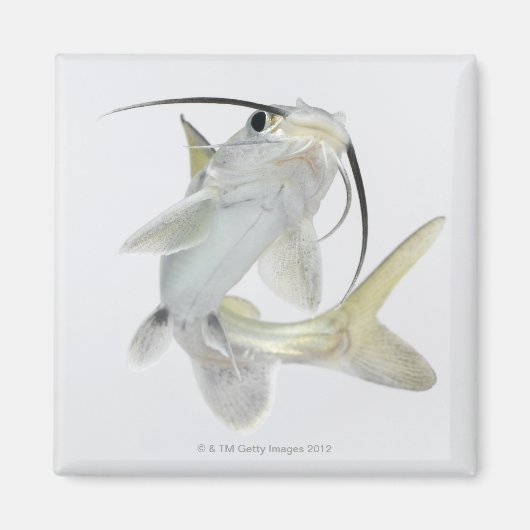 Tete zeeen (Hexanematichthys seemanni) Magneet (Voorkant)
