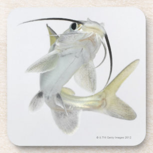 Tete zeeen (Hexanematichthys seemanni) Onderzetter