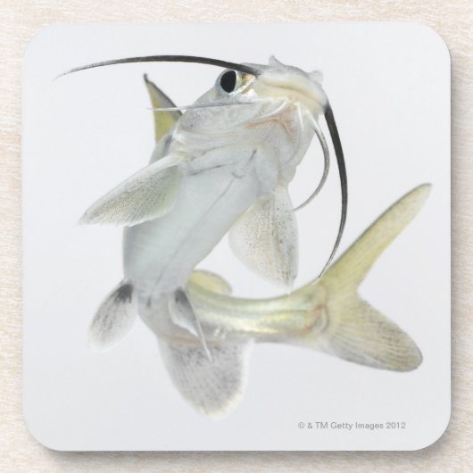 Tete zeeen (Hexanematichthys seemanni) Onderzetter (Voorkant)