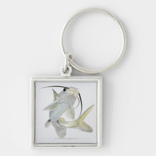 Tete zeeen (Hexanematichthys seemanni) Sleutelhanger (Voorkant)