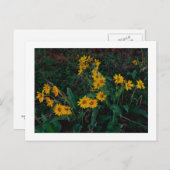 "Teton Balsamroot" Briefkaart (Voorkant / Achterkant)