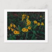 "Teton Balsamroot" Briefkaart (Voorkant)