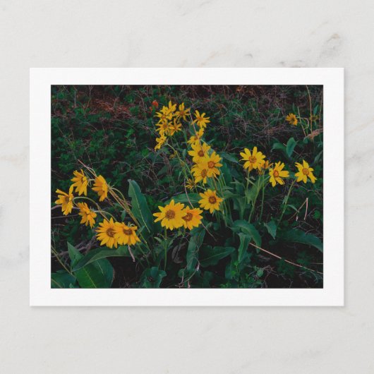 "Teton Balsamroot" Briefkaart (Voorkant)